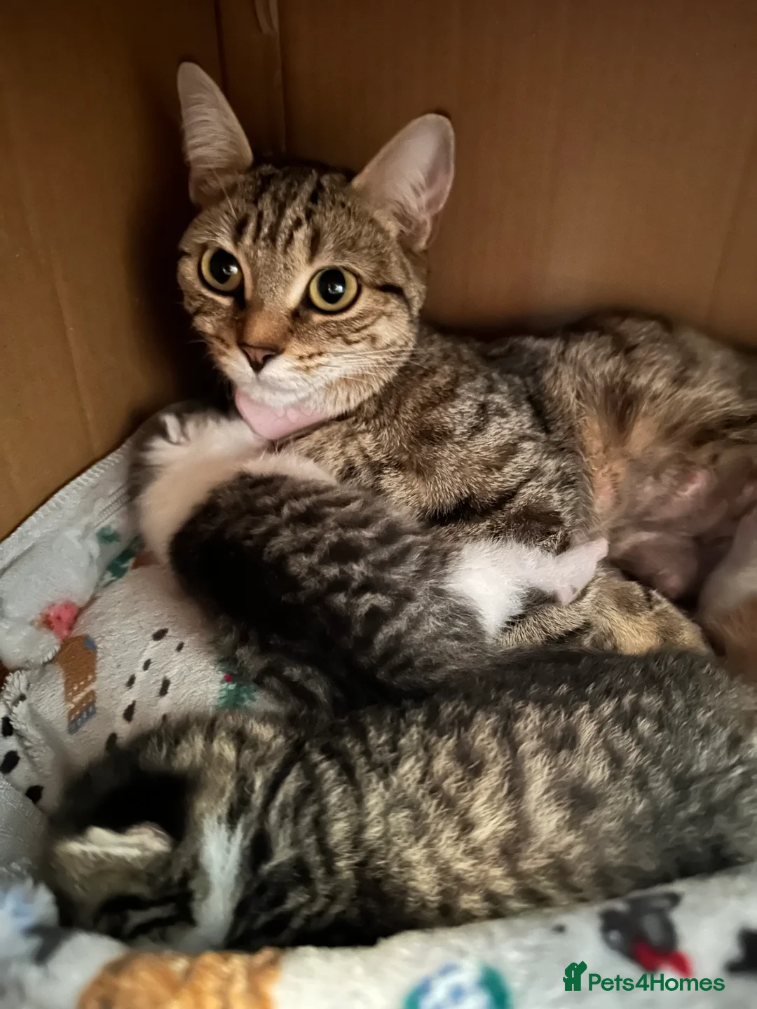 Mixed Breed cats for sale: Mixed tabby kittens  - Advert 2