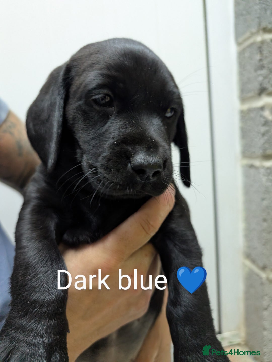Labrador Retriever dogs for sale: Stunning black KC registered working Labradors  - Image 11
