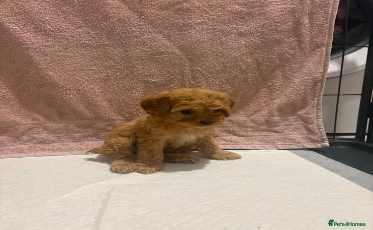 Cavapoo dogs Adorable red cavapoo pups - Advert 8