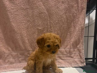 Cavapoo dogs Adorable red cavapoo pups - Advert 1