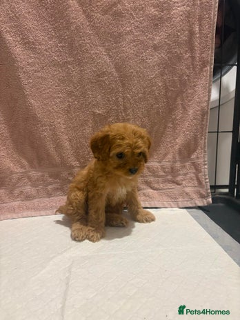 Cavapoo dogs Adorable red cavapoo pups - Advert 2