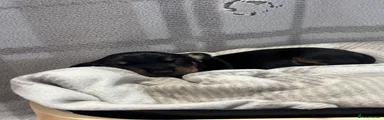 Miniature Dachshund 2