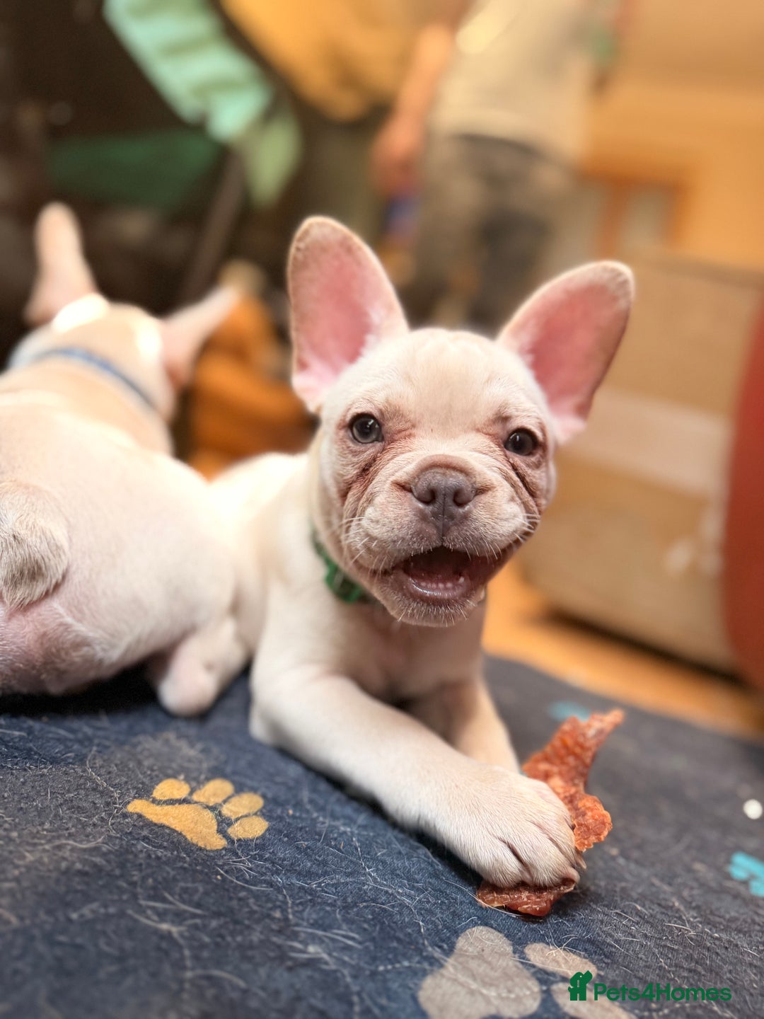 French Bulldog dogs for sale: Beautiful French Bulldog Puppies - Advert 12