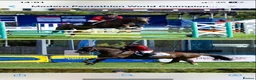 British Warmblood horses for sale: Oscar - legend by name and nature  - Advert 4