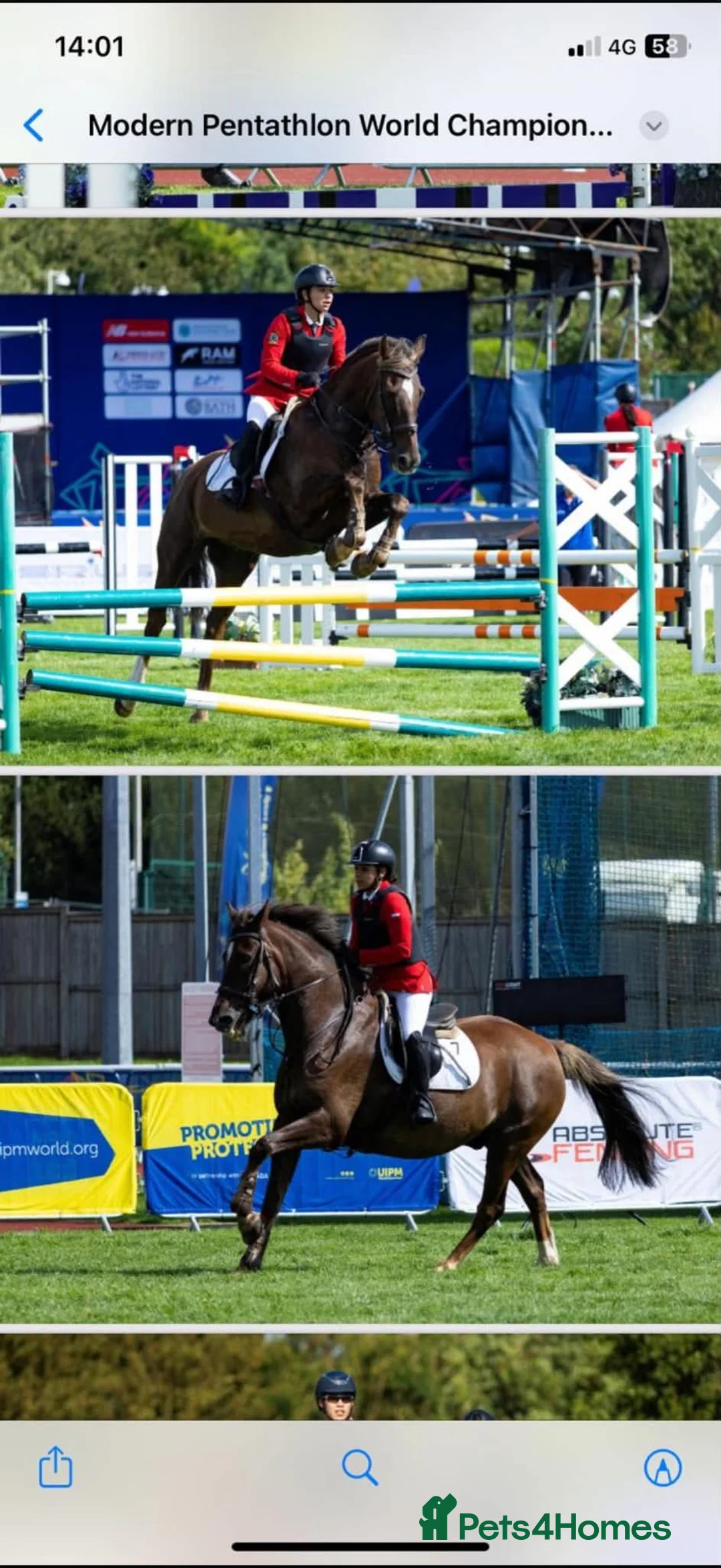British Warmblood horses for sale: Oscar - legend by name and nature  - Advert 4