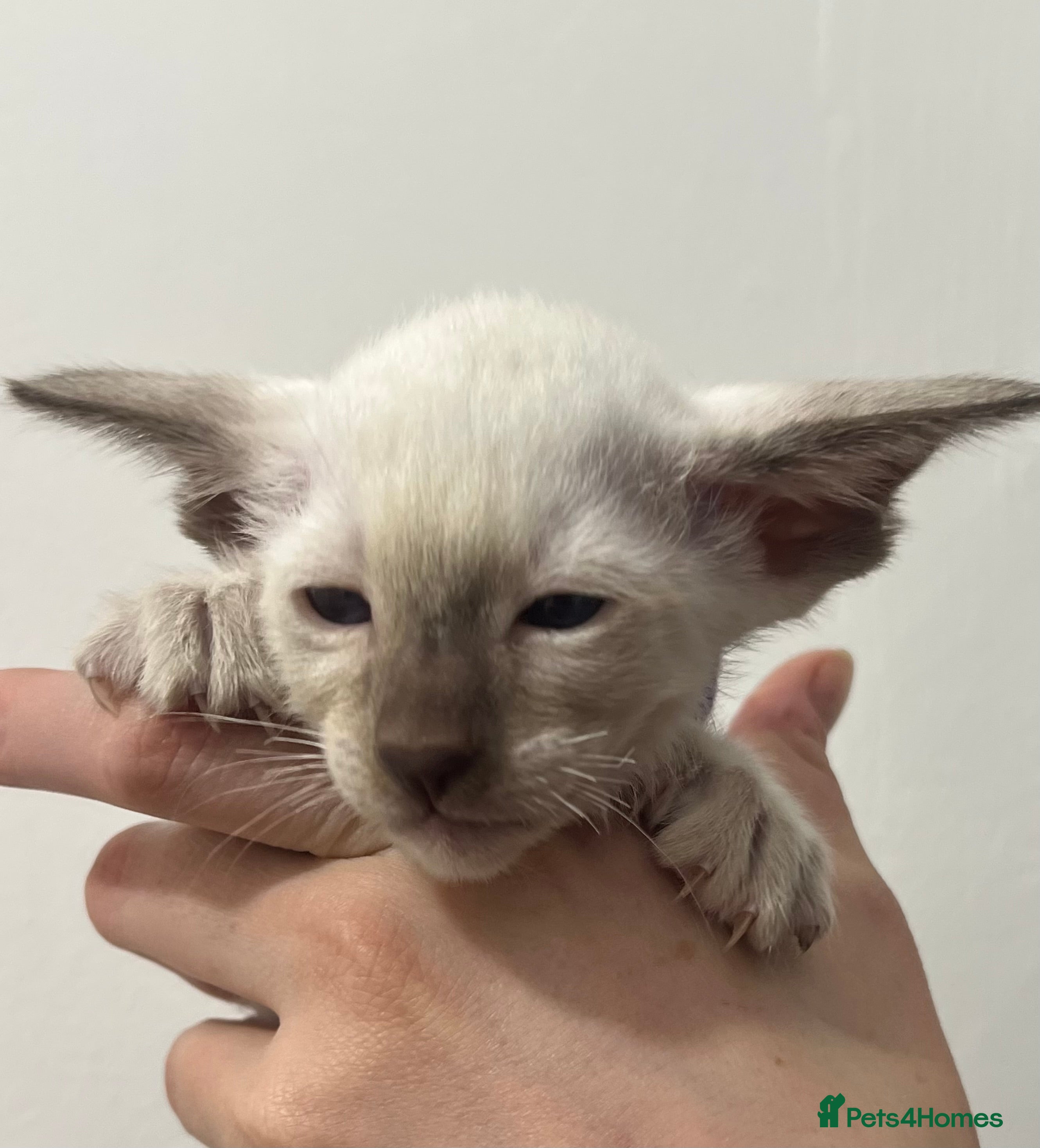 Siamese cats Stunning Oriental and Siamese kittens - Advert 3