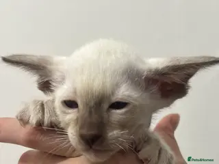 Siamese cats Stunning Oriental and Siamese kittens - Advert 3