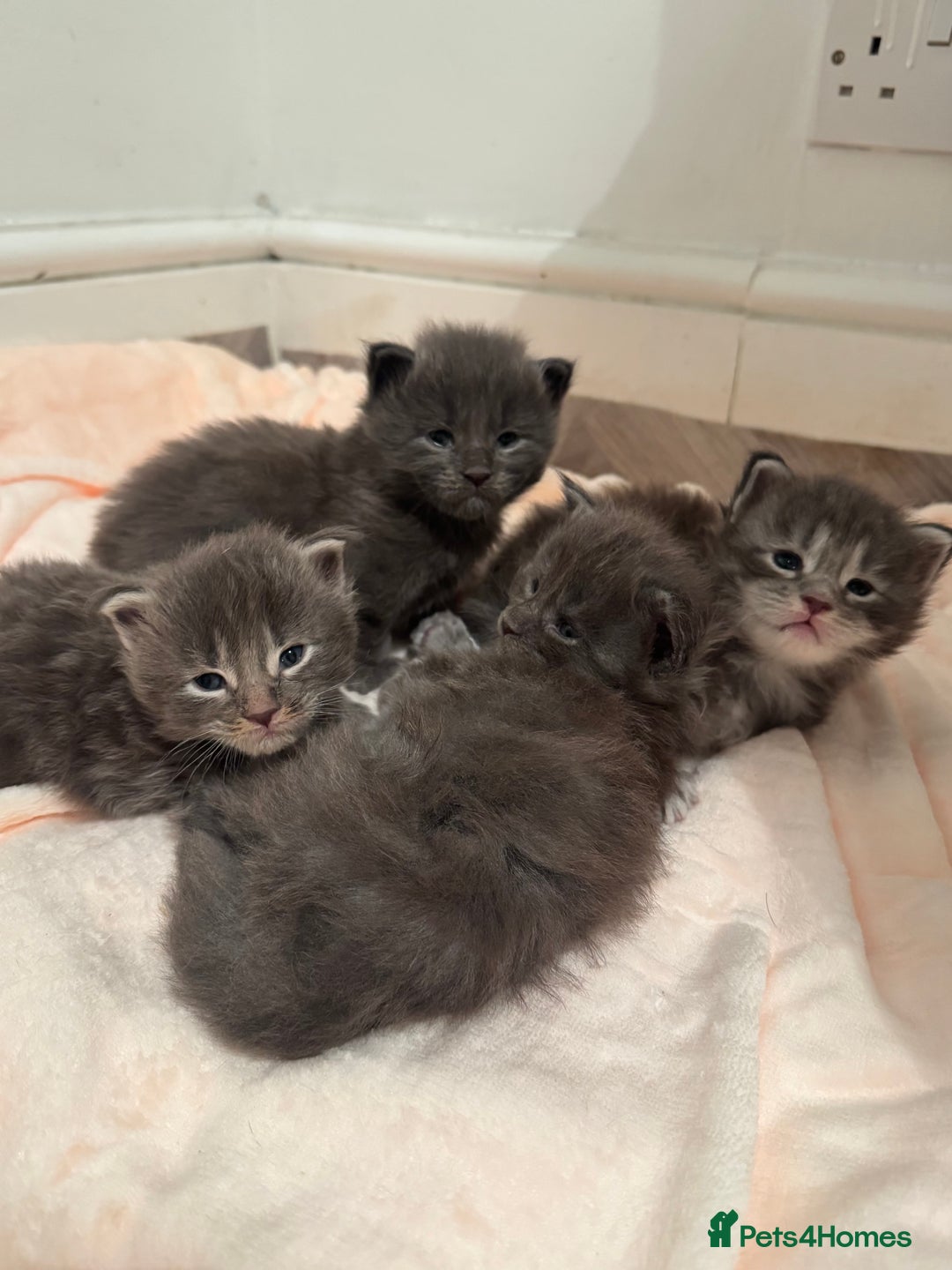 Maine Coon cats for sale: Maine Coon TICA registered✨ - Advert 3