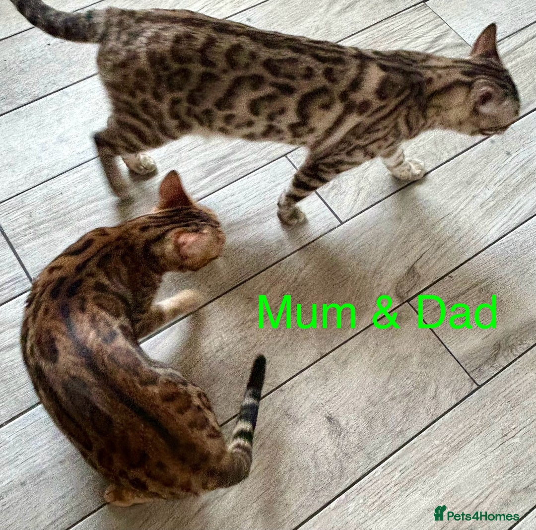 Bengal cats for sale: 6 Gorgeous Bengals kittens ready for reservation  - Image 30