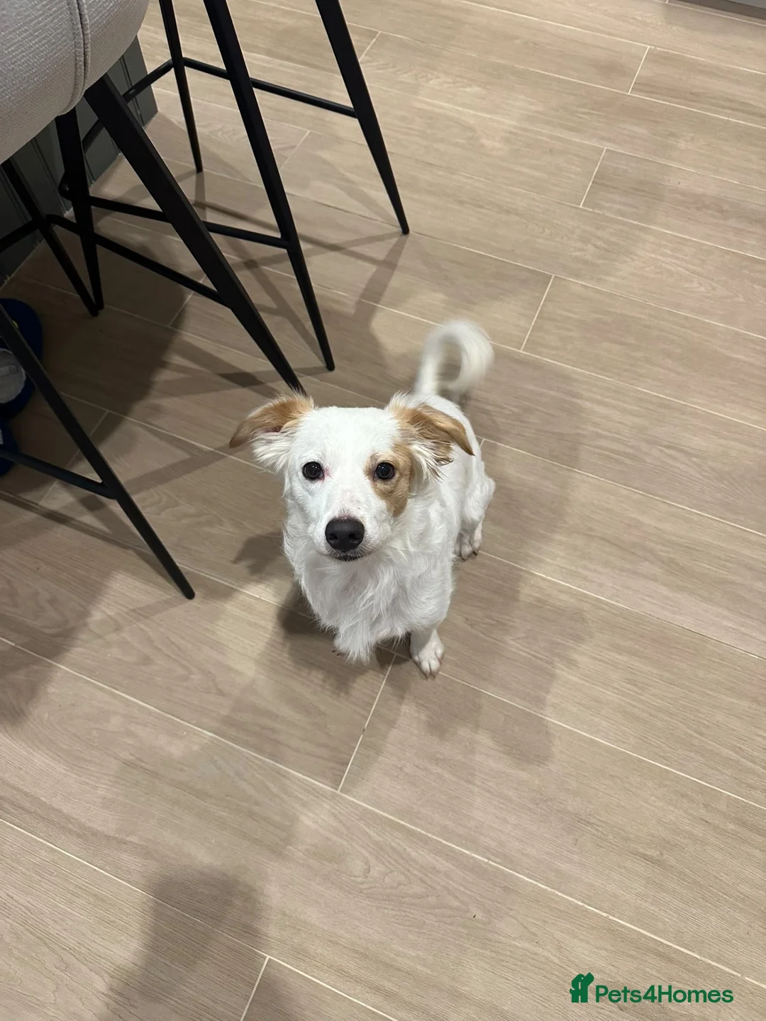 Mixed Breed dogs for adoption: 🐾 Meet Danny – Looking for His Forever Home ♥️ - Advert 2