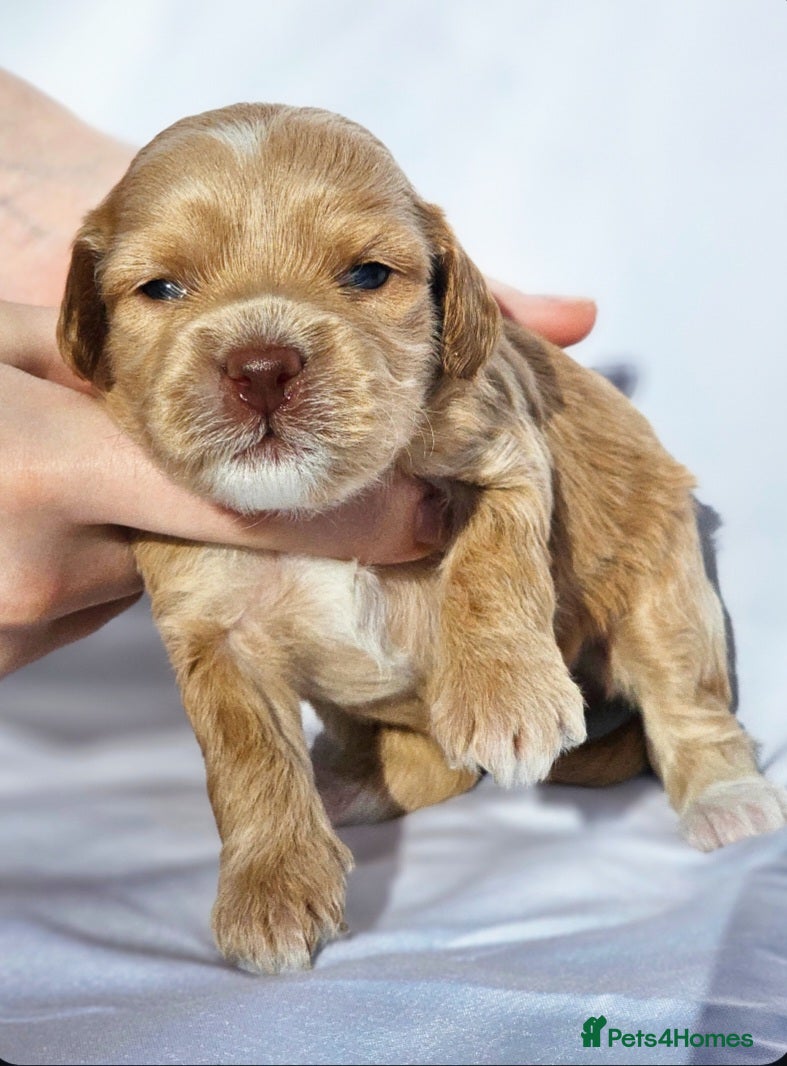 Australian Labradoodle dogs Australian labradoodles  - Advert 1