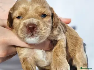 Australian Labradoodle dogs Australian labradoodles - Advert 2