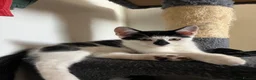 Mixed Breed cats for sale: URGENT 🚨 Last 2 Kittens (Boy & Girl) - Advert 4