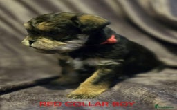 Miniature Poodle dogs for stud: KC phantom miniature poodle stud health tested in Thetford - Image 12
