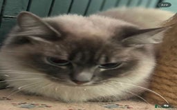 Ragdoll cats for adoption: Our beautiful rescue rag doll  - Image 2