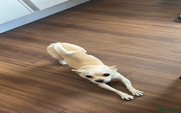 Chihuahua dogs for sale: Cute Chihuahua looking for new home - Image 5