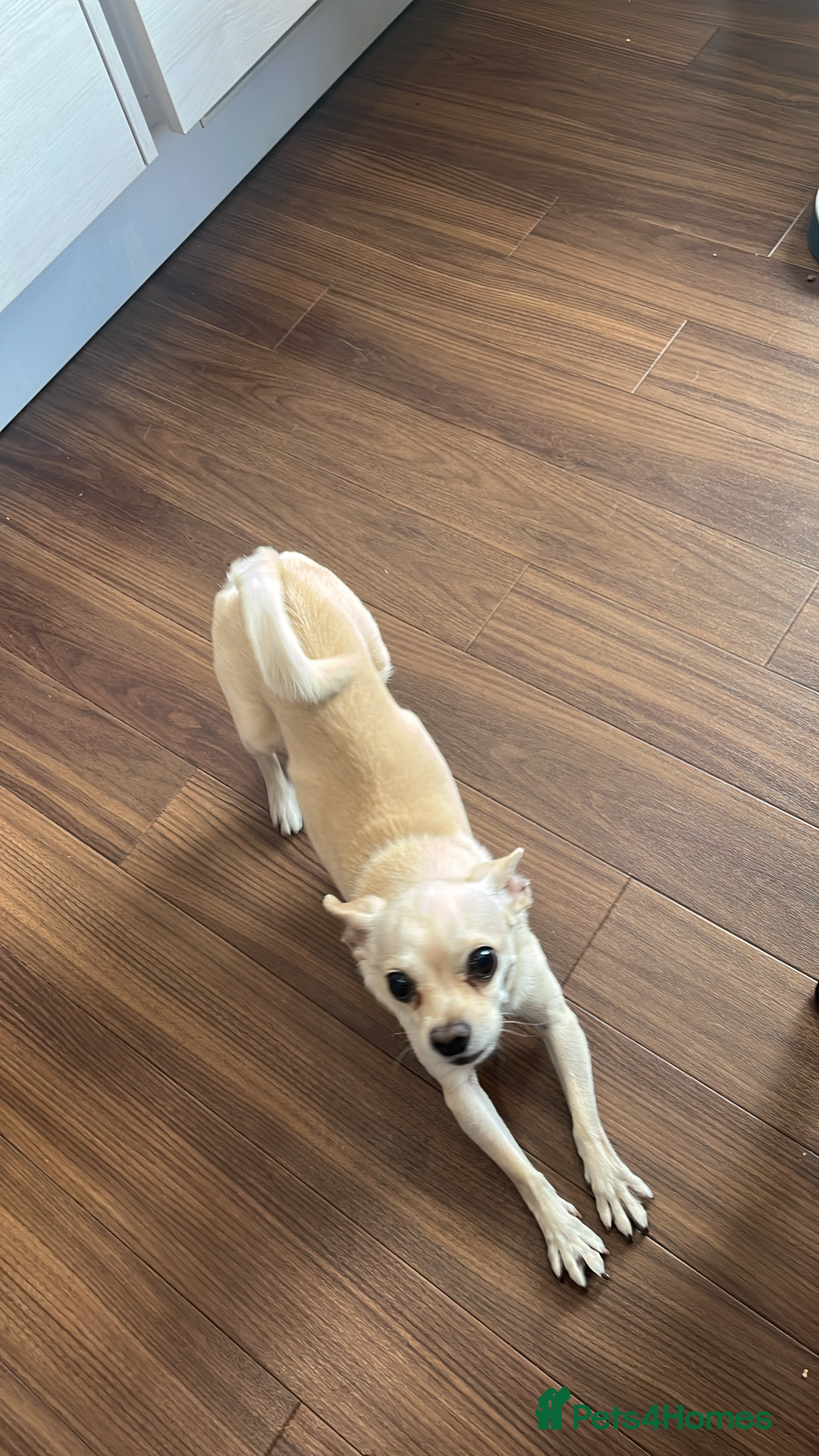 Chihuahua dogs for sale: Cute Chihuahua looking for new home - Image 5