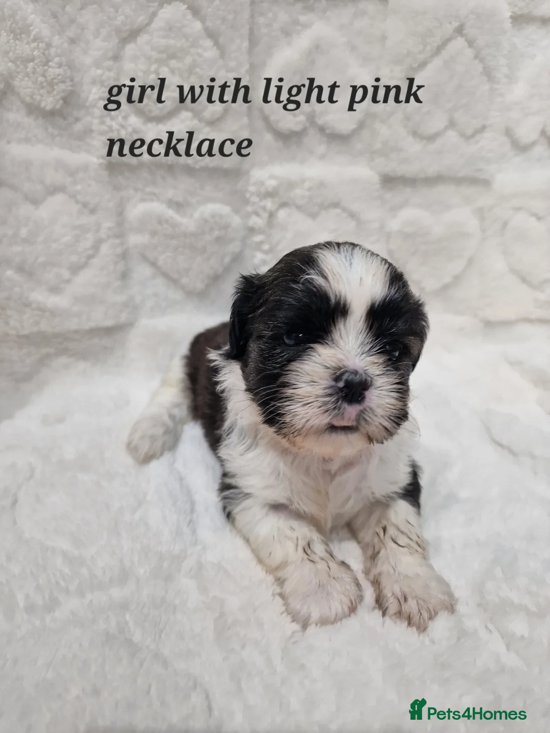 Shih Tzu dogs for sale: Pure breed Shih Tzu 1 sweet girls puppy - Advert 3