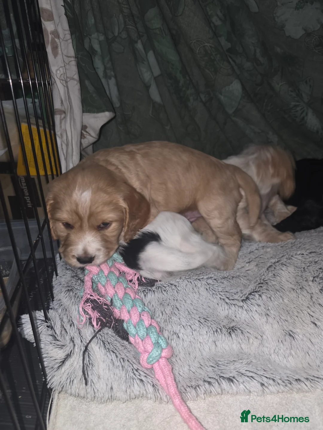 Cocker Spaniel dogs for sale: Cocker Spaniel Puppies (available for veiwing) - Advert 12