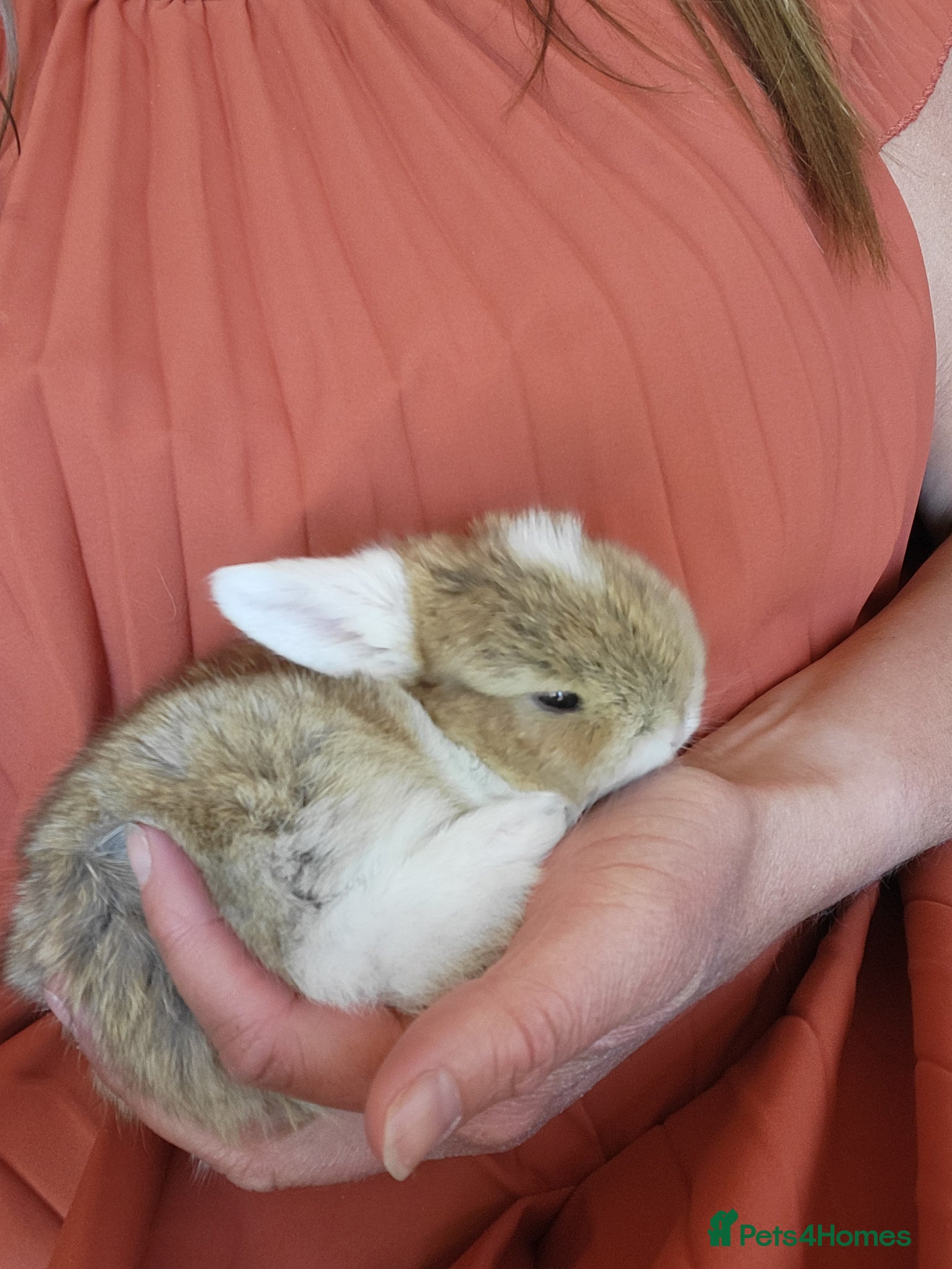 Mini Lop rabbits Mini Lop Bunny Ready for reserve amazing colour - Advert 2