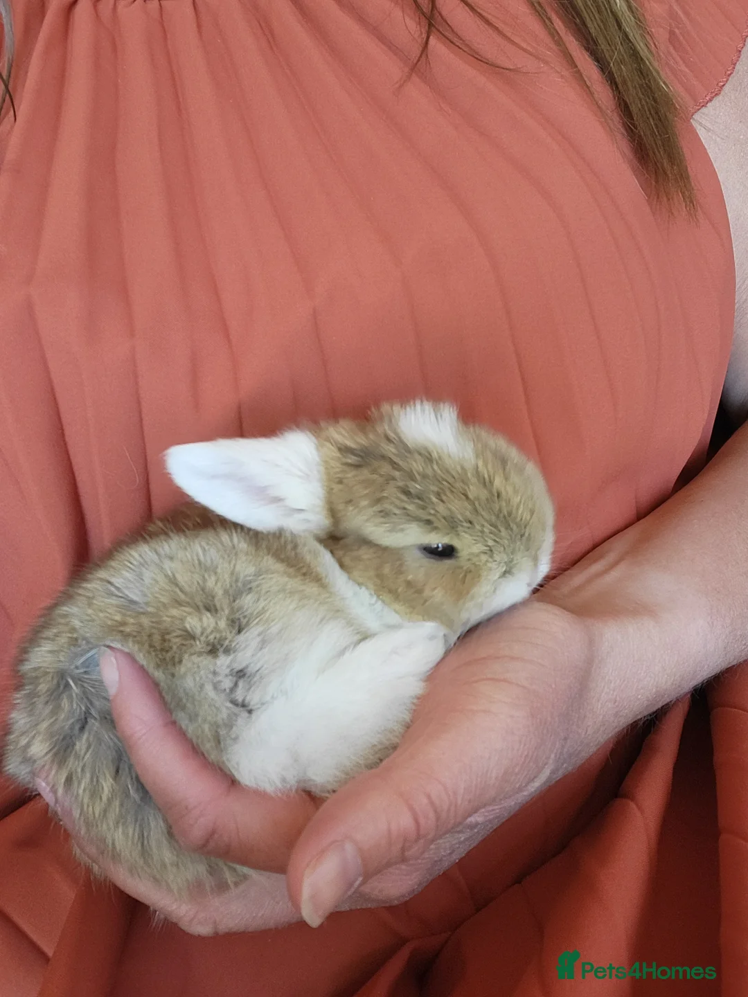 Mini Lop rabbits for sale: Mini Lop Bunny Ready for reserve amazing colour - Advert 1