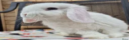 Mini Lop rabbits for sale: Mini lops 2girls 2 boy 4 left  - Advert 1