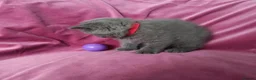 British Shorthair cats for sale: Stunning BSH pedigree kittens TICA registered  - Advert 5
