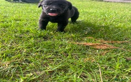 Mixed Breed dogs for sale: Shepard or puppies  - Image 6