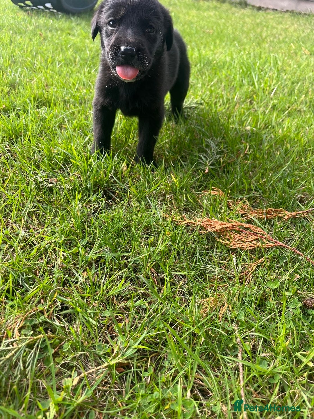 Mixed Breed dogs for sale: Shepard or puppies  - Image 6