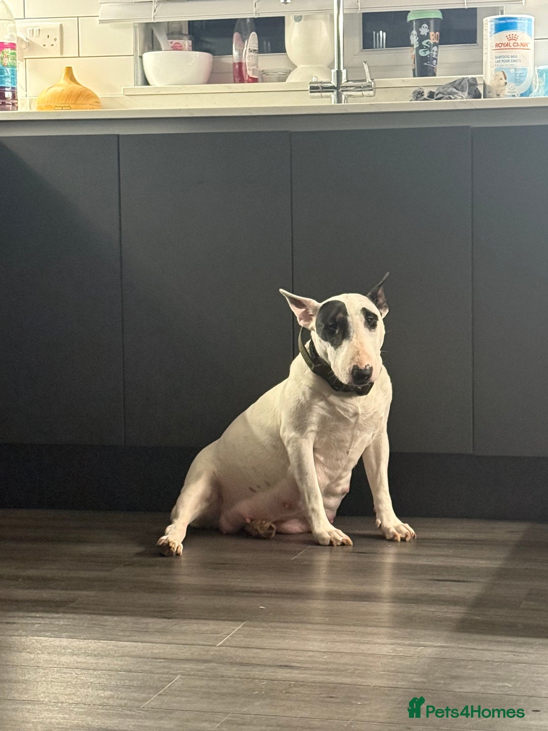 English Bull Terrier dogs for sale: English bull terrier puppy’s 4 weeks old  - Advert 1