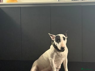 English Bull Terrier dogs English bull terrier puppy’s 4 weeks old - Advert 6