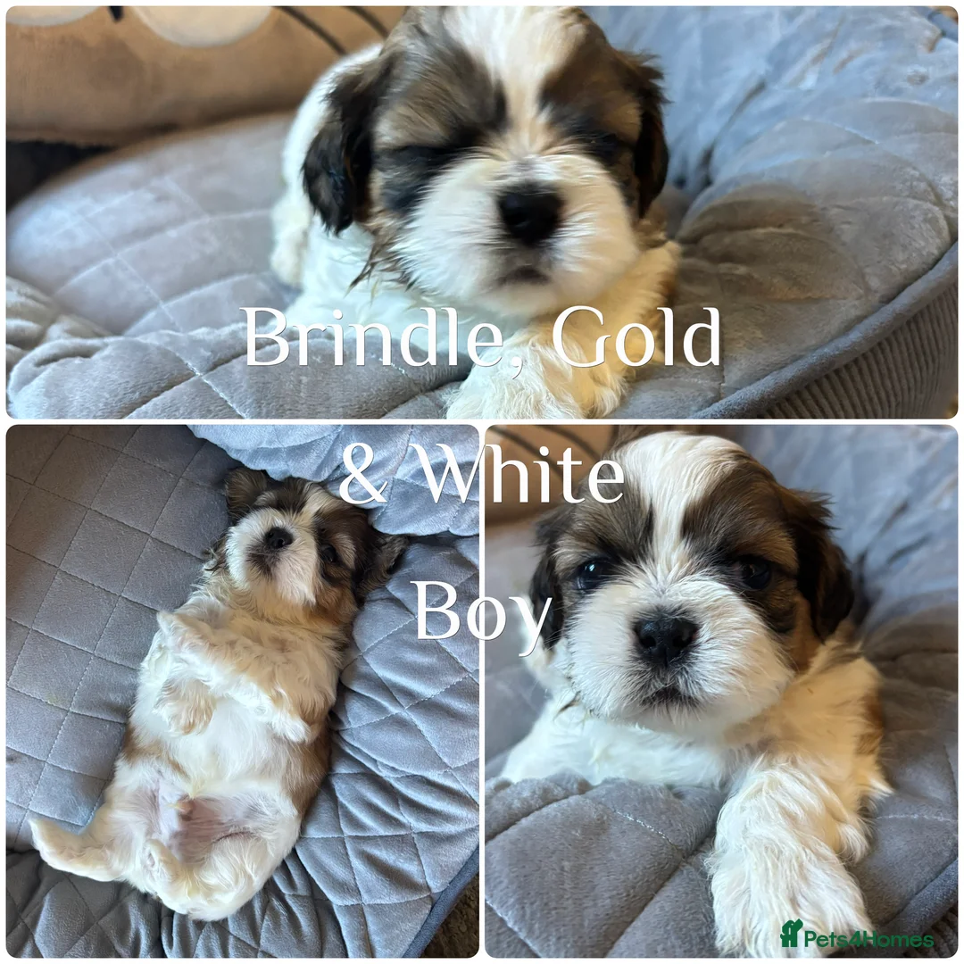Shih Tzu dogs for sale: *Stunning litter of shihtzus* in Leighton Buzzard - Advert 2