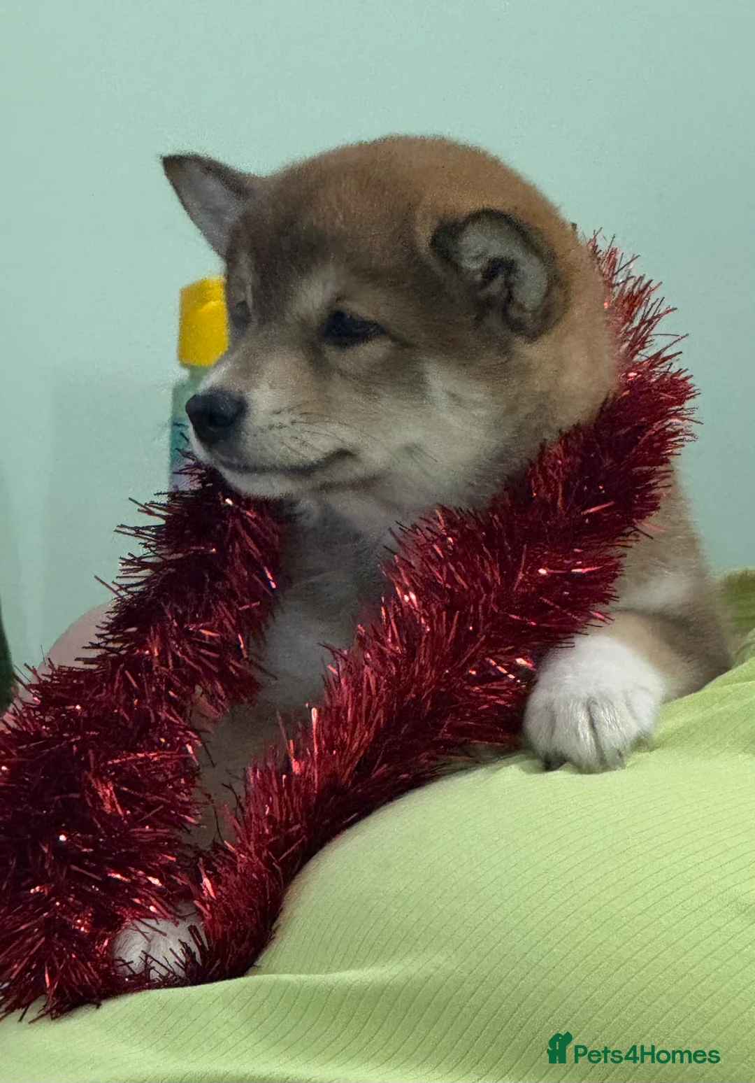 Japanese Shiba Inu dogs for sale: Bonny babies - Advert 6