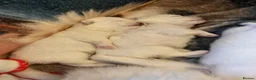 Pomeranian dogs for sale: 4 beautiful white Pomeranian boys  in Gloucester - Advert 13