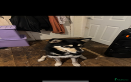 Alaskan Malamute dogs for sale: Alaskan malamute for sale - Image 3