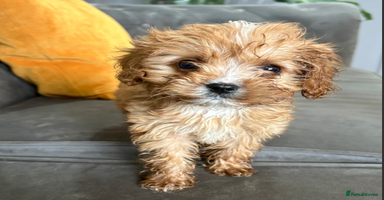 Cavapoo dogs - Advert 2