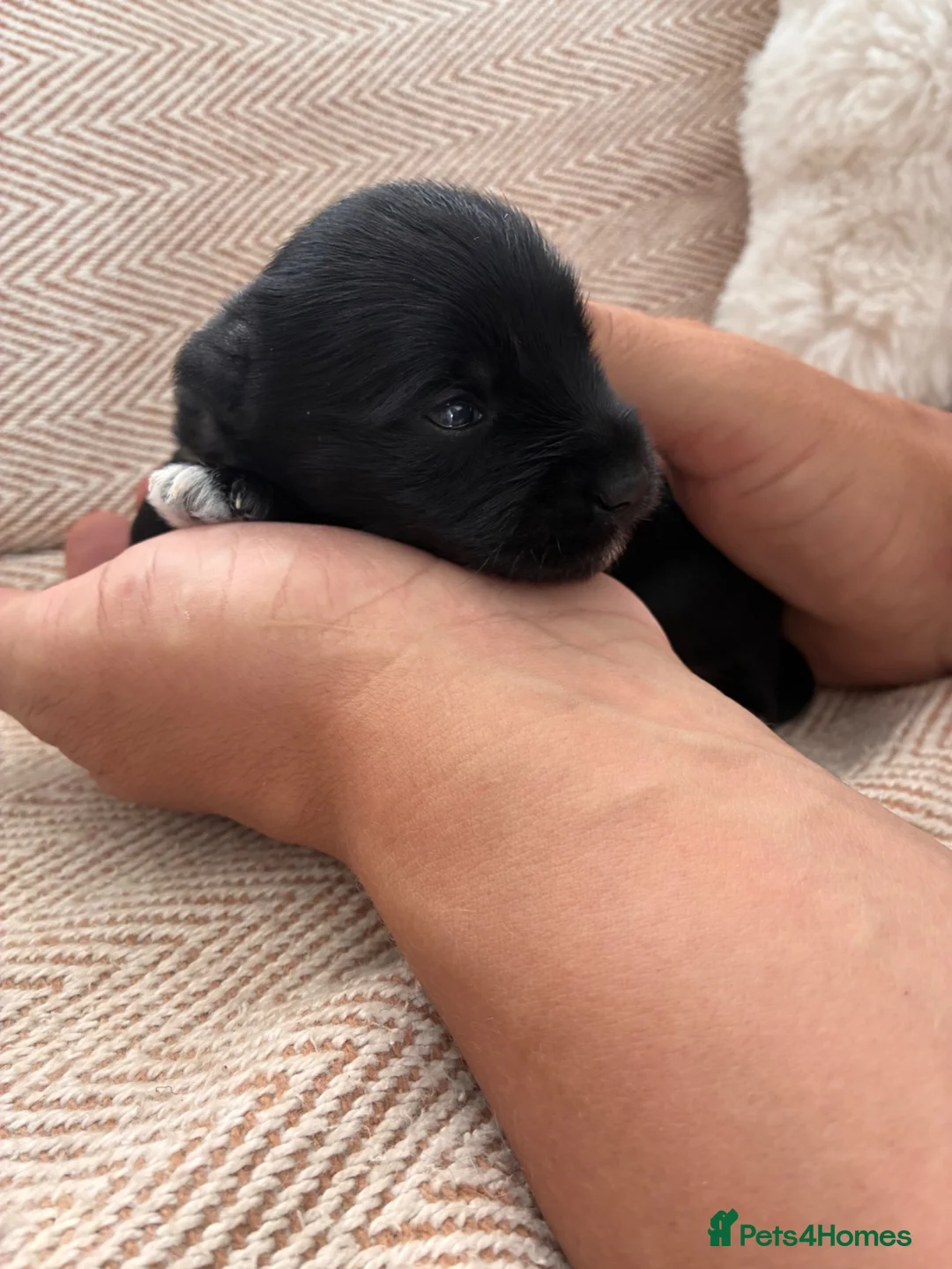 Miniature Schnauzer dogs for sale: KC registered pedigree Miniature Schnauzer pups x4 - Advert 11