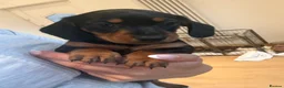 Miniature Dachshund dogs for sale: Mini Dachshunds - Ready for their forever homes in Peterborough - Advert 8