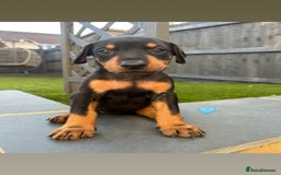 Dobermann dogs for sale: Doberman puppies - Image 6