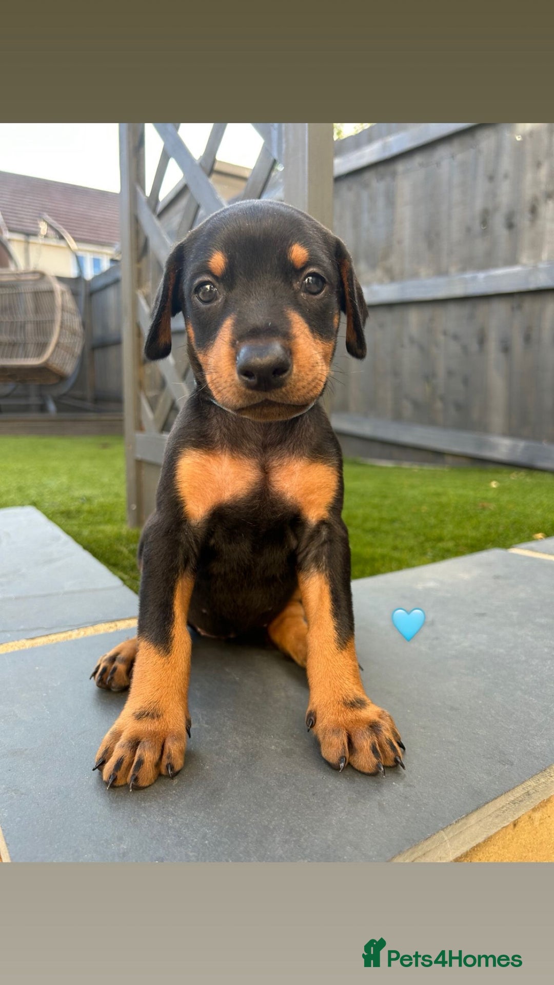 Dobermann dogs for sale: Doberman puppies - Image 6