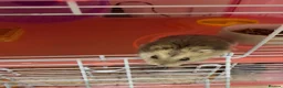 Hamster rodents for sale: Russian Dwarf Hamster for sale - Advert 2