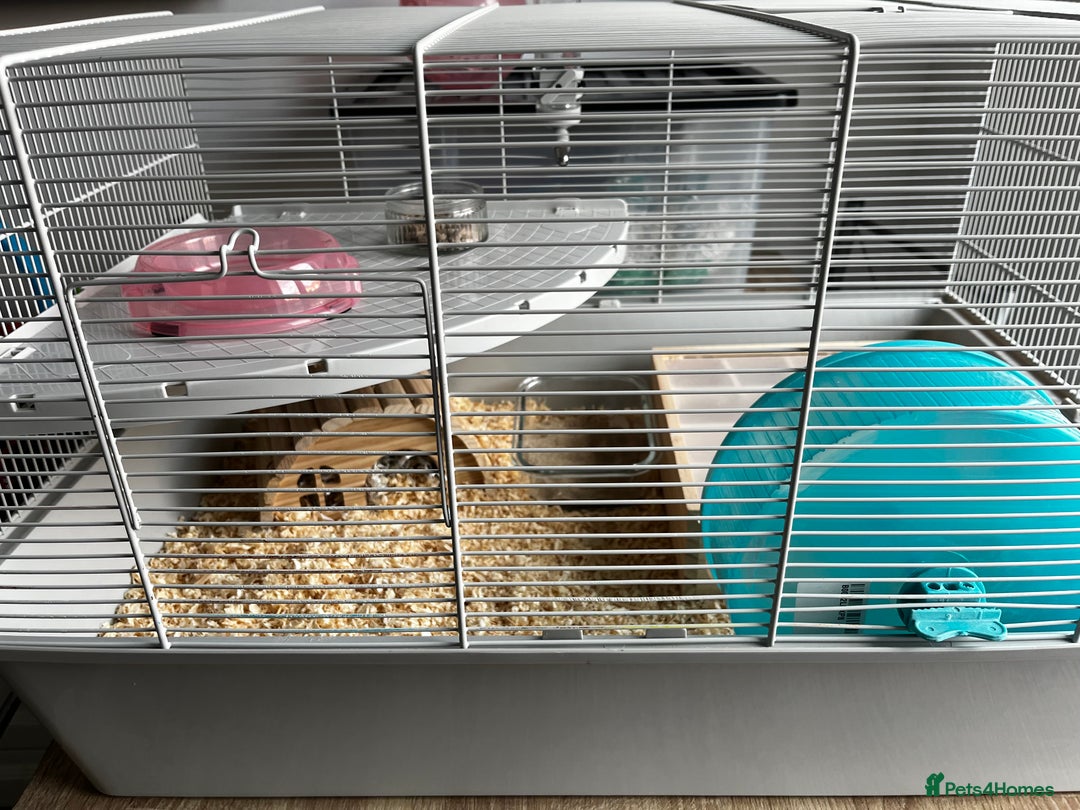 Hamster rodents for sale: Syrian hamster needing adoption  - Image 4