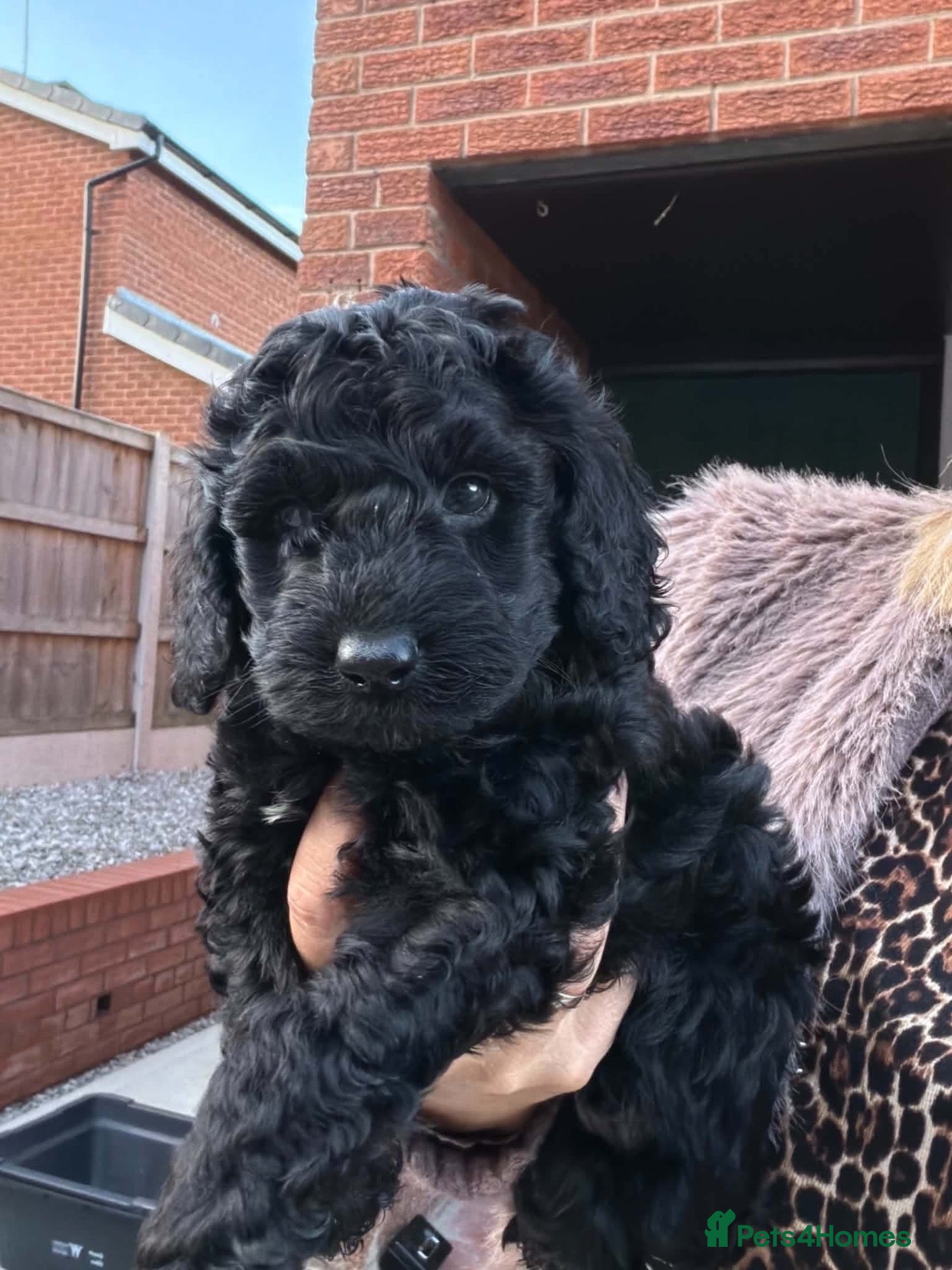Cockapoo dogs Beautiful cockapoo puppies black black/white - Advert 1