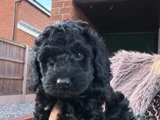 Cockapoo dogs Beautiful cockapoo puppies black black/white - Advert 6