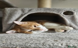 Mixed Breed cats for adoption: Male Rescue Cat for Indoor Adoption - Image 8