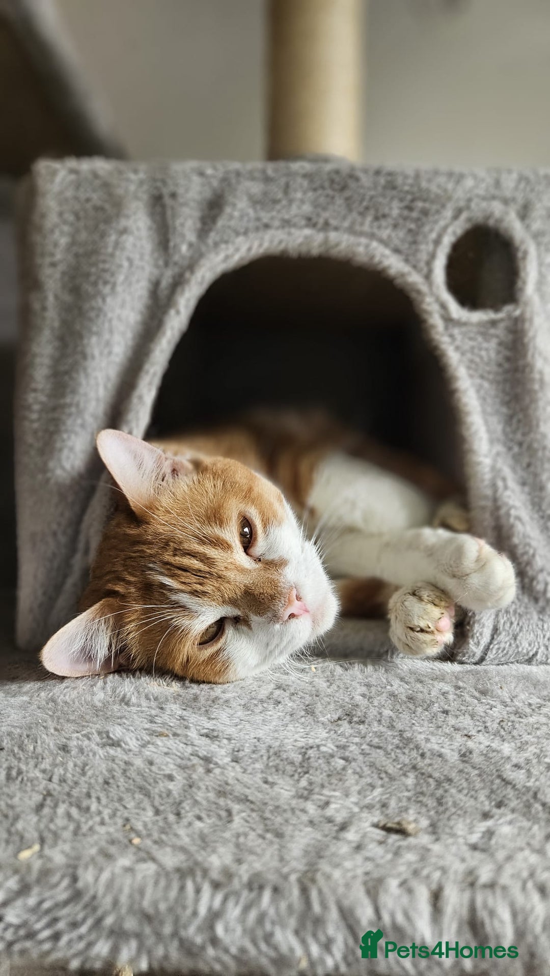 Mixed Breed cats for adoption: Male Rescue Cat for Indoor Adoption - Image 8