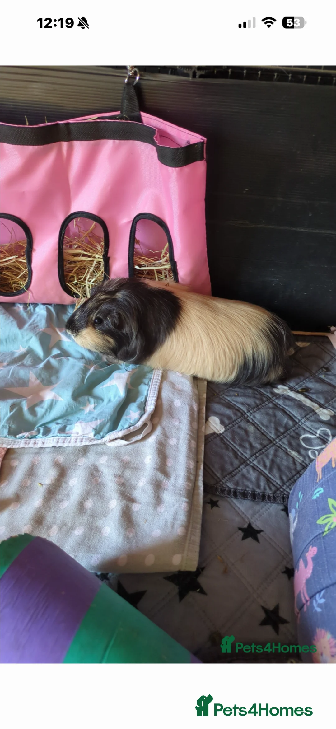 Guinea Pig rodents for sale: 4 sisters guinea pigs - Advert 2