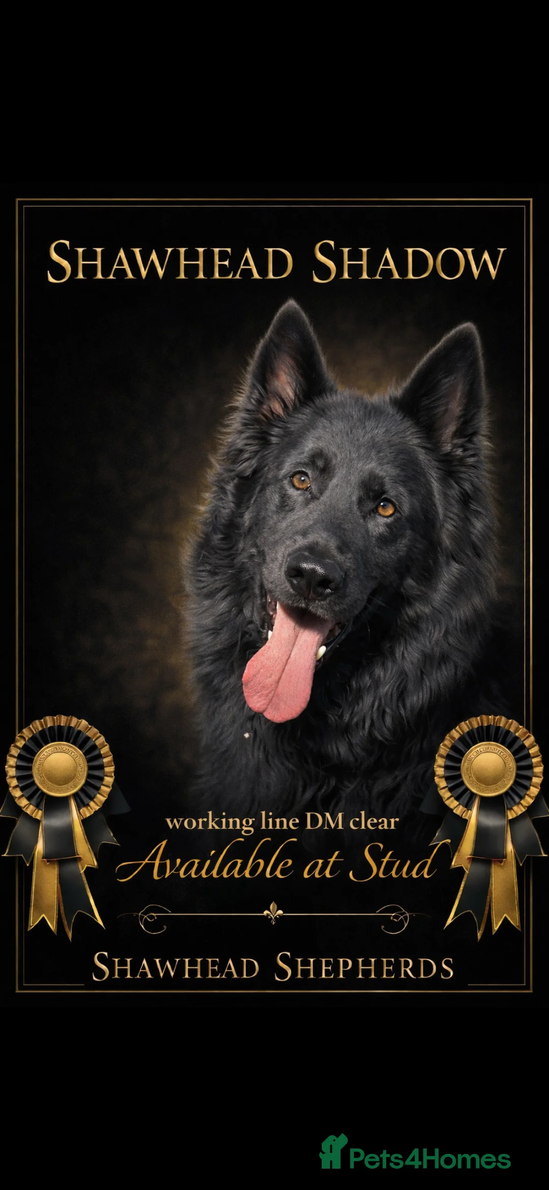 German Shepherd dogs for stud: STUD ONLY  - Advert 1