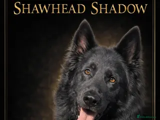 German Shepherd dogs STUD ONLY - Advert 1