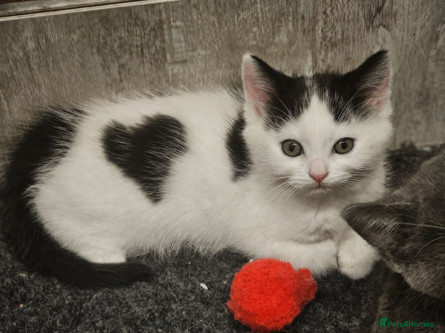 Mixed Breed cats Ragdoll Cross Fluffy Kitten, LAST GIRL LEFT 💗💗🐾 - Advert 1